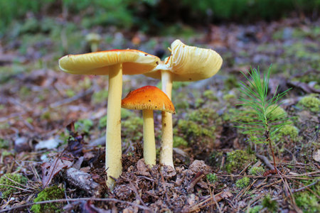 Fly amanita mushrooms with pine seedling and moss on forest floor