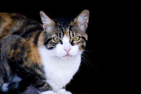 A colored cat in the blackの写真素材