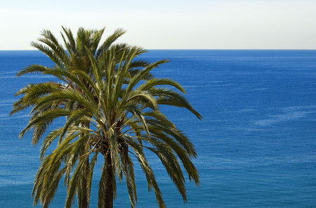 Sea behind a green palmの写真素材