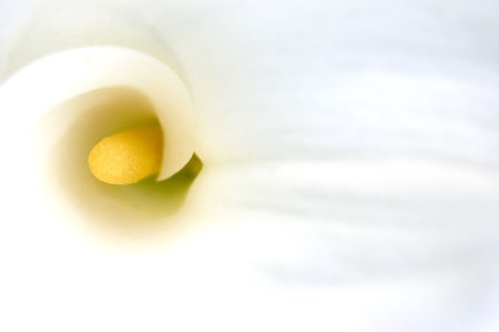 A white calla illuminated from the sunの写真素材