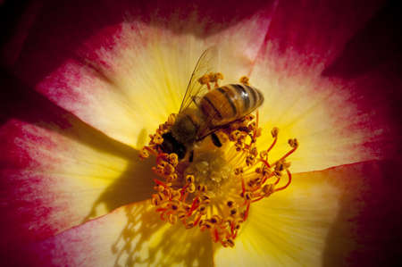 A red flower and beeの写真素材