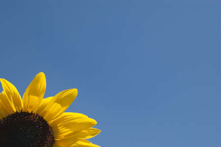 Sunflower in the skyの写真素材