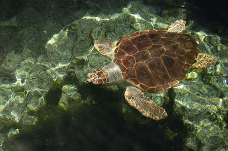 Aquatic turtleの写真素材