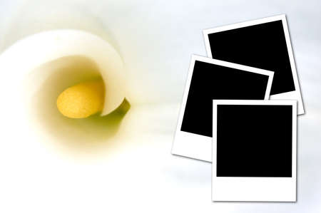 Three photos isolated on a white calla backgroundの写真素材