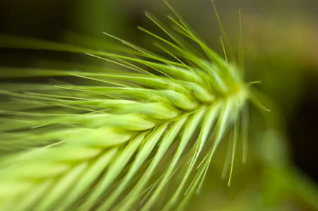 A green spring grain shoot in macro modeの写真素材