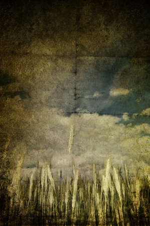 A grunge and yellow field of grainの写真素材