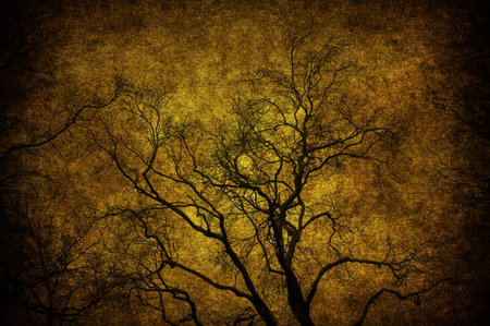 A grunge tree textured in the skyの写真素材