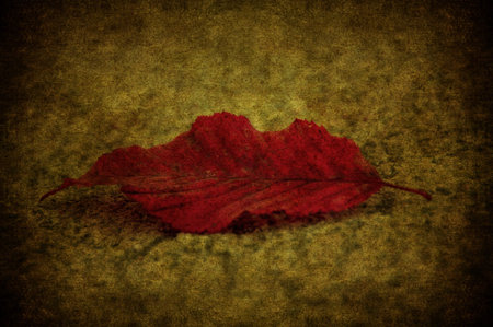 A texture with a red grunge leafの写真素材