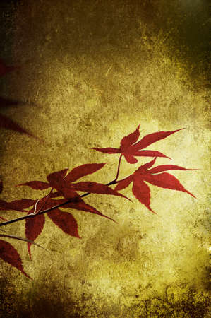 Grunge red leaf isolated on a textureの写真素材