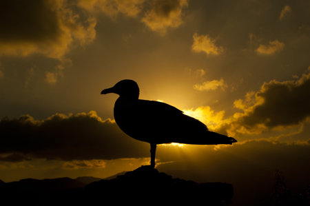 Black gull in front a yellow sunsetの写真素材