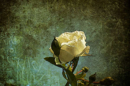 A red rose aged in a green grunge backgroundの写真素材