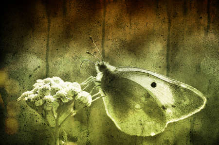 A little butterfly on a flower in a meadowの写真素材