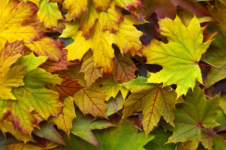 Many leaves on the ground in an autumn wood