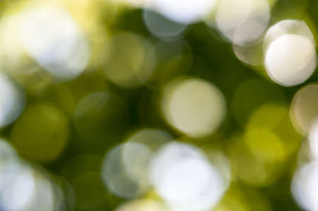 Natural green blurred background  Bokeh texture effectの写真素材