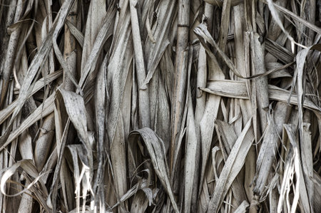 Cane dry gray, good as a background