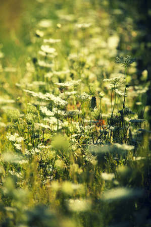 Summer meadow with blooming  white Clover and blur effectの写真素材