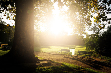 Spring sunlight over meadow in a gardenの写真素材