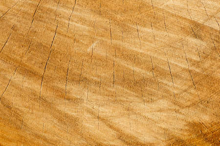Texture of tree stump for your backgroundの写真素材