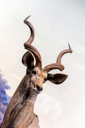 NEW YORK CITY - SEPTEMBER 13: The American Museum of Natural History with collections contain 32 million specimens, is one of the largest museums in the world. September 13, 2013 in Manhattan, New York City.のeditorial素材