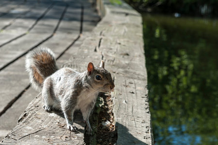 Grey squirrel taken in Hyde Park in London