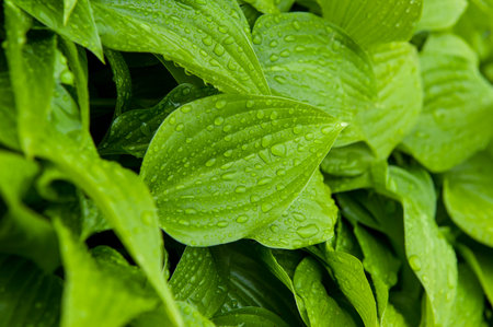 Green leaf with drops of water on itの写真素材