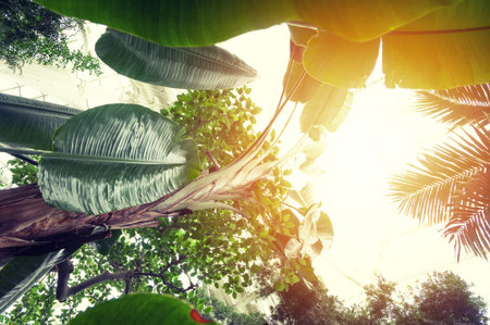Mystic forest on sunset, natural summer background