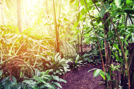 Mystic forest on sunset, natural summer backgroundの写真素材