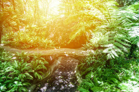 Beautiful tropical forest with sunlight at sunsetの写真素材