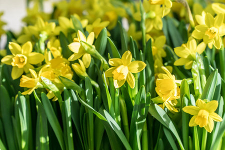 Beautiful yellow daffodil in a garden