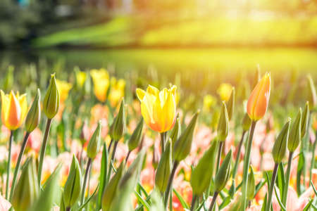 Many colorful tulips in the sunlight in a gardenの写真素材