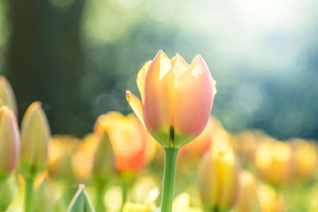 Beautiful yellow tulip in the sunlight in a gardenの写真素材