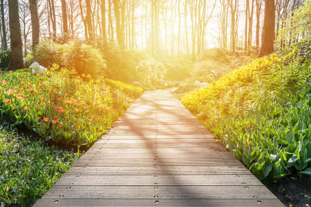 Boardwalk in a beautiful garden with flowers and sunlightの写真素材