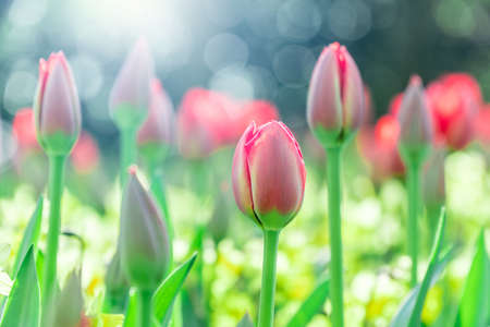 Beautiful red tulips in the sunlight, bokeh effectの写真素材
