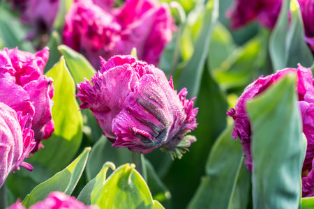 Dew over a beautiful tulip in the morning