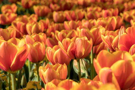 Beautiful orange tulips in a gardenの写真素材