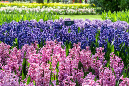 Beautiful colorful hyacinth in a gardenの写真素材