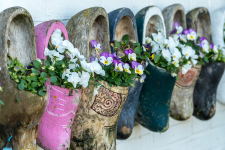 Close up of old wooden clogs with blooming flowers in Netherlands