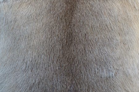 Fur texture for your background