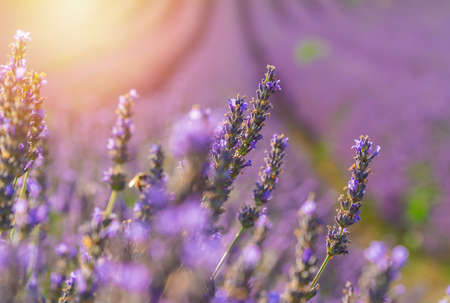 Closeup bushes of purple lavender flowers in summer near Valensole, Provence, France.の写真素材