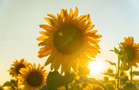 Field of blooming sunflowers on a background sunset in Valensole, Provenceの写真素材