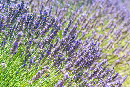 Closeup bushes of lavender flowers in summer near Valensole.の写真素材
