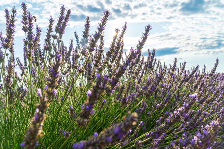 Closeup bushes of purple lavender flowers in summer in Valensole.の写真素材