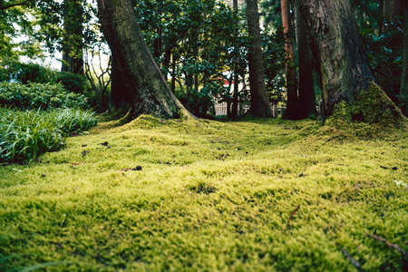 A green undergrowth in the Japanese Tea Gardenの写真素材