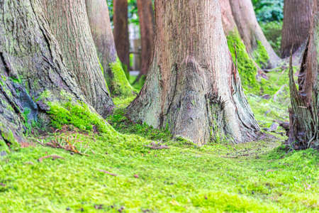 Green undergrowth in the Japanese Tea Garden, San Franciscoの写真素材