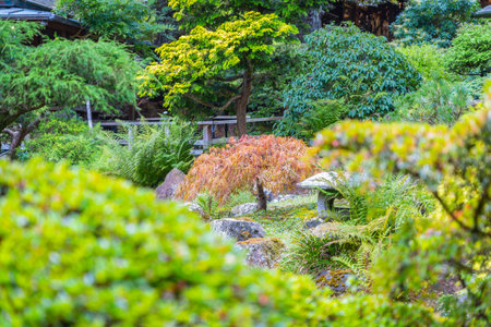 Plants in the Japanese Tea Garden in Golden Gate Parkのeditorial素材