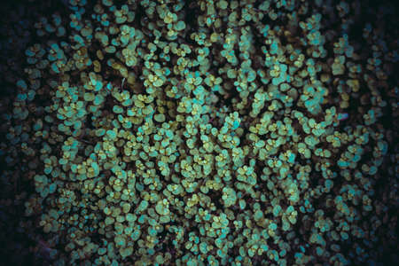 Green leaves pattern layout design. Ecology natural creative concept. Top view nature background.の写真素材