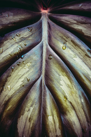 Background of a green leaf, texture.
