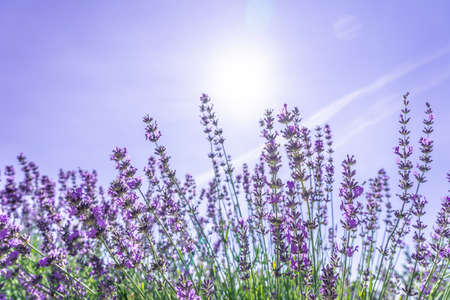 Beautiful closeup bushes of purple lavender flowers in summer.の写真素材