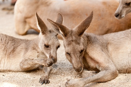 Kangaroos restingの写真素材