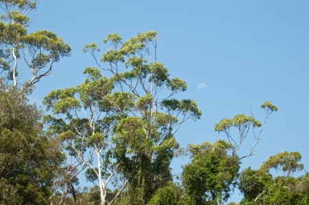Australian gumtreeの写真素材